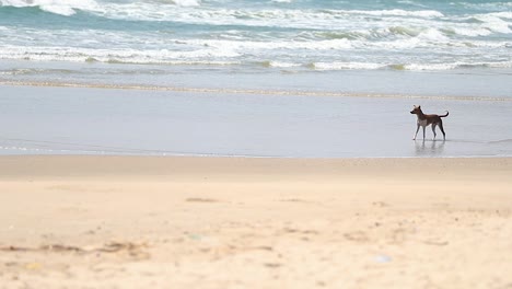 stray dog walking on beach