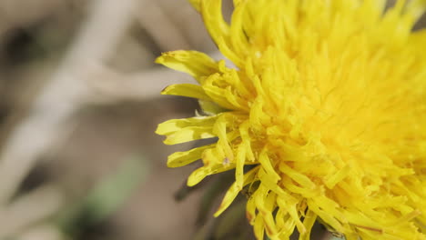 gelbe löwenzahnblüte im sommer im verschwommenen hinterhofgarten