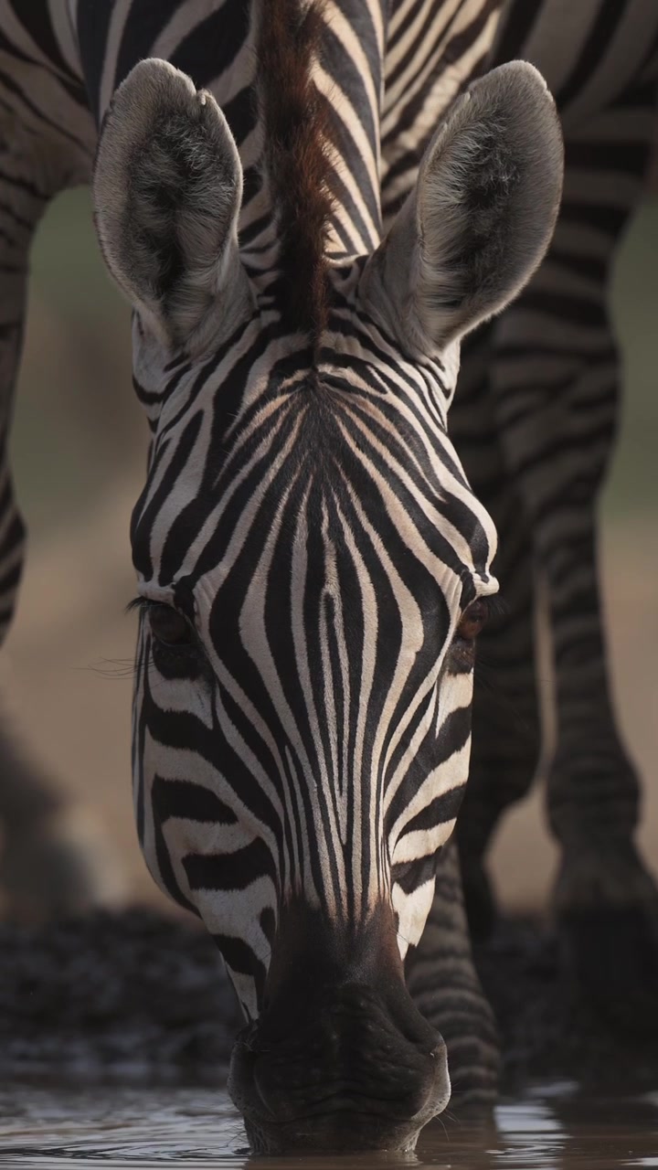 Primo piano di una zebra che beve acqua all'abbeveratoio, animali selvatici africani da safari in Africa allo stato brado nel loro habitat naturale, ripresa dal basso all'altezza degli occhi, video verticale per i social media.