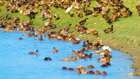 Entenfarm---Enten-Schwimmen-Im-Teich-Auf-Der-Farm