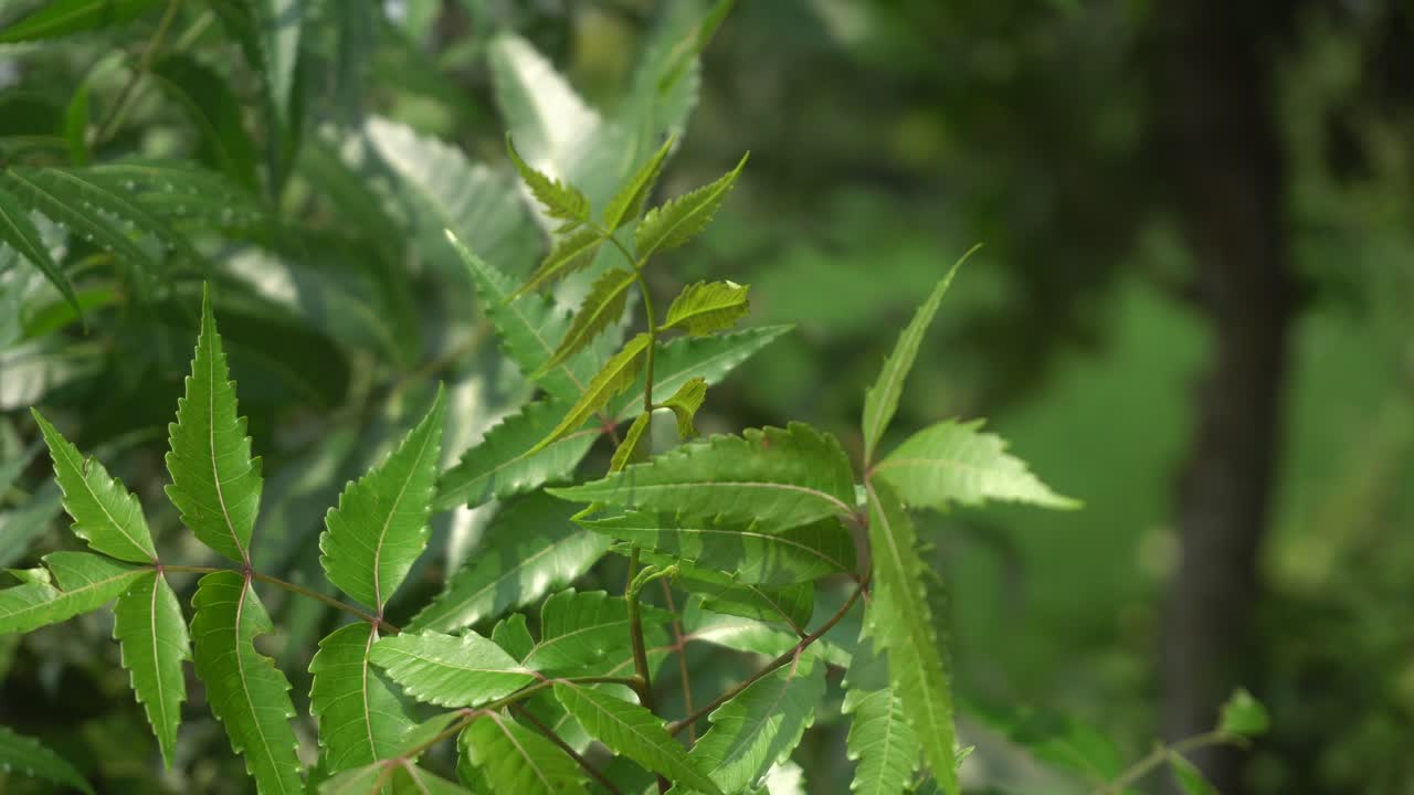 Neem leaf is an Ayurvedic medicine.