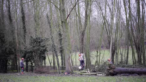 team of lumberjacks in protective gear cutting trees with chainsaws. wide shot