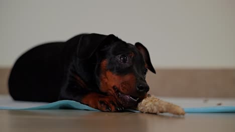 small dog chews wood playfully while lying on soft mat inside quiet room, 4k