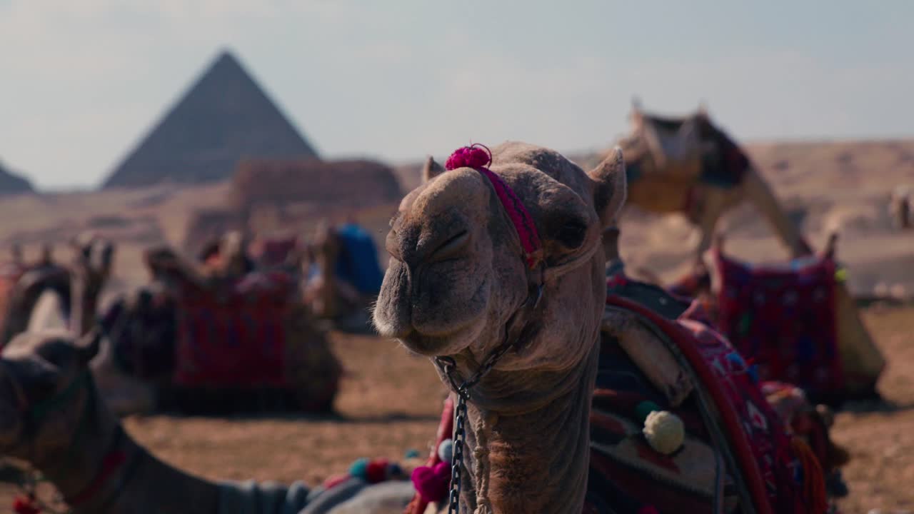 viajes en camello en egipto con las grandes pirámides de giza en el fondo