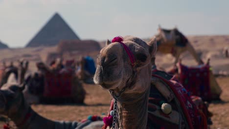 camel rides in egypt with the great giza pyramids in background