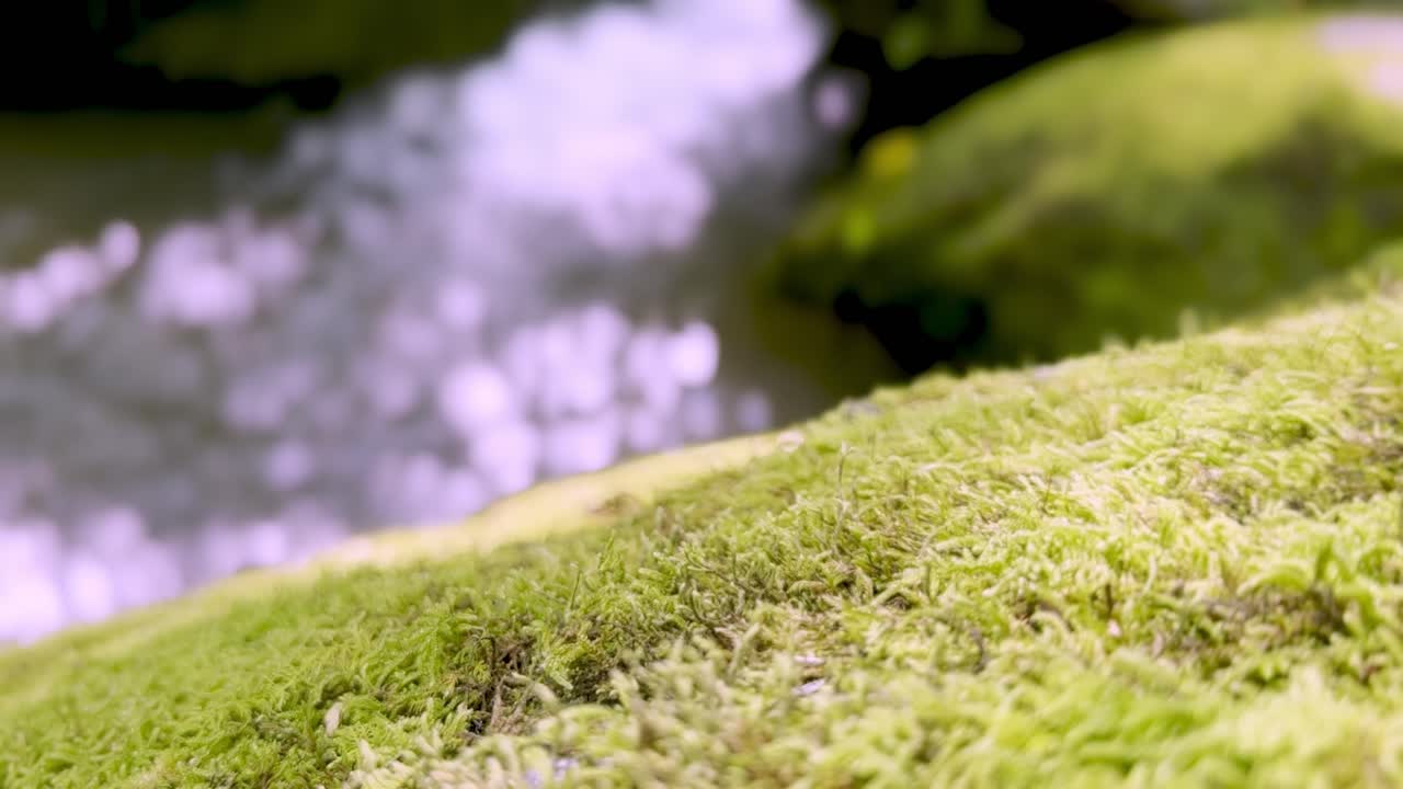 мох с водой и ручьем на заднем плане в аппалачах