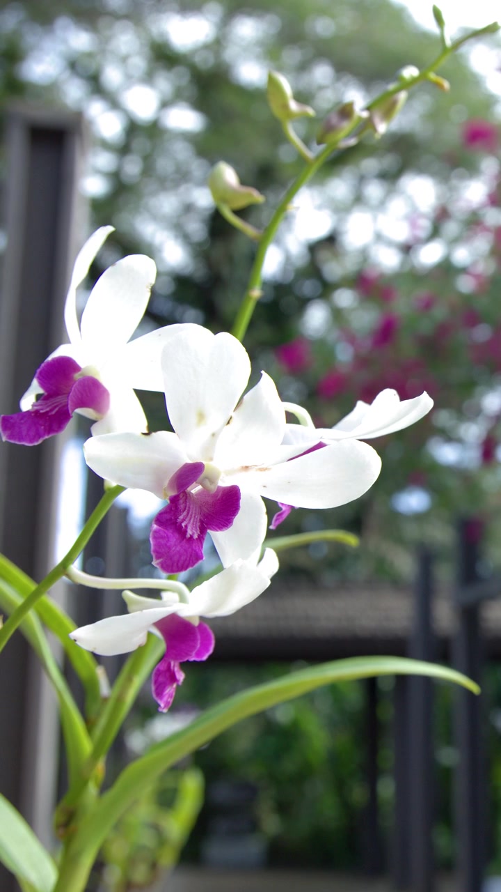 Primo piano di un'orchidea bianca che ondeggia dolcemente in un lussureggiante giardino tropicale di un cortile di resort.