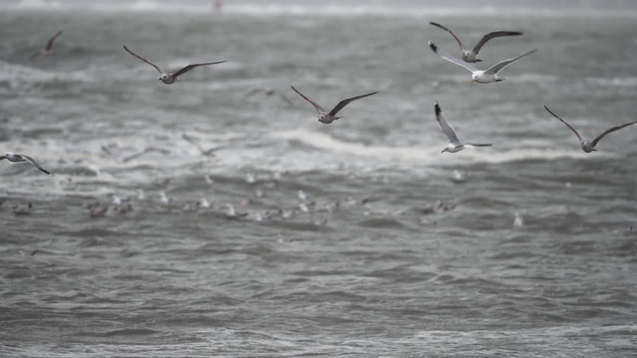 어두운 변덕스러운 폭풍우가 치는 바닷물 위를 날아다니는 갈매기, 슬로우 모션 보기