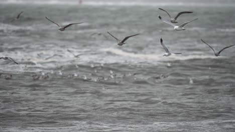 Seagulls-flying-over-dark-moody-stormy-sea-water,-slow-motion-view