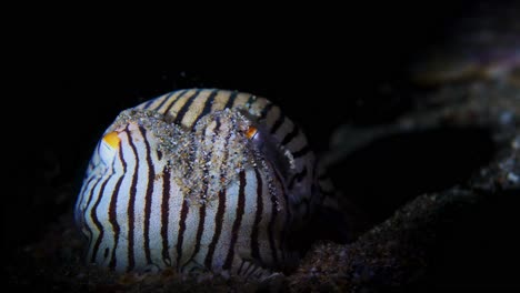 Striped Pyjama Squid Sepioloidea lineolata 4k 25fps