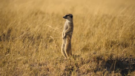 A-meerkat-standing-on-the-grassy-plains-of-Botswana-at-dusk,-looking-for-signs-of-danger