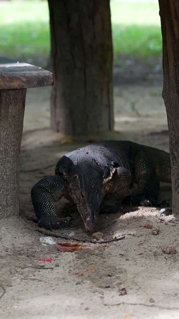 Close up of an Asian water monitor eating the food leftovers next to a picnic table