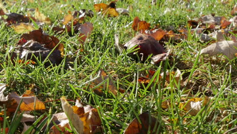 autumn leaves on green grass