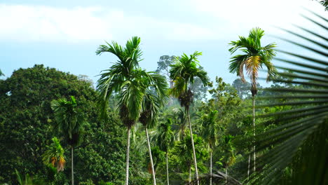 Close-up-static-shot-of-Chinese-windmill-palm-swaying-in-wind,-Thailand