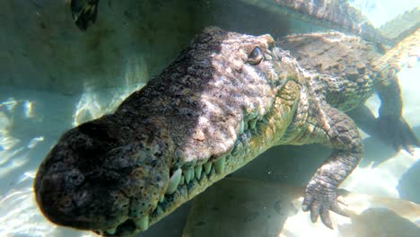 Unterwasseraufnahme-Eines-Sambesi-Flusskrokodils-In-Simbabwe,-Afrika