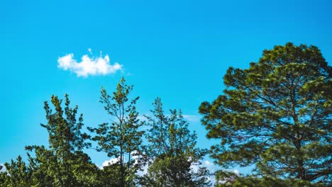 Ein-Klarer-Himmel-Zeitraffer-Im-Wald