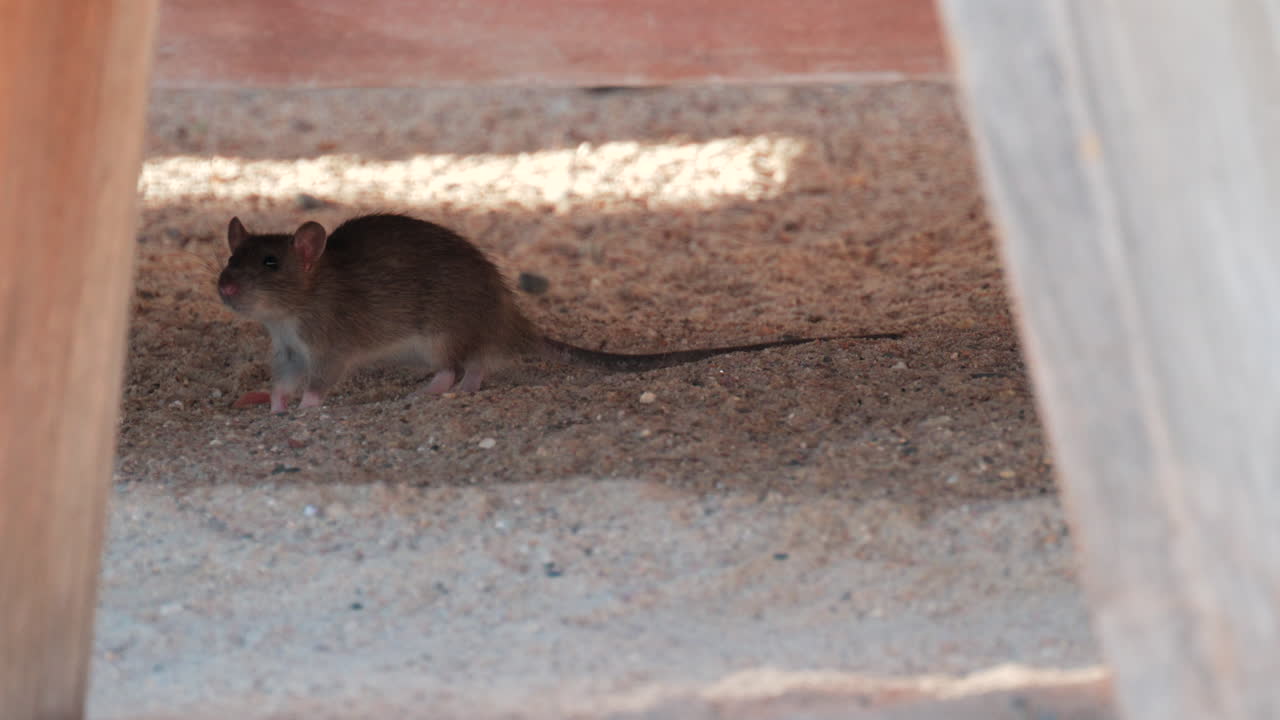 Brown rat walking under a wooden structure in a sandy environment