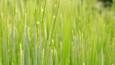 Frisch-Gekeimte-Weizenähren-Im-Frühling