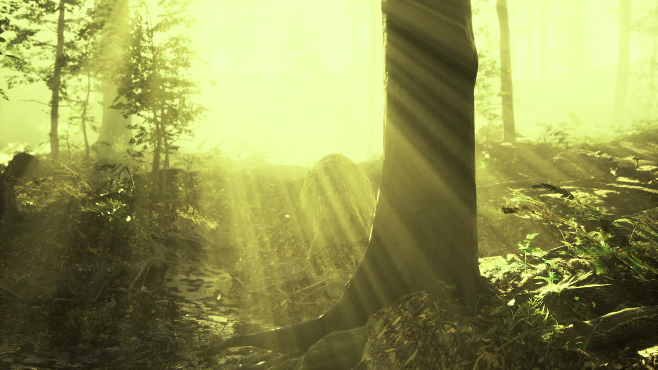 Golden rays burst through trees in a serene forest during sunrise