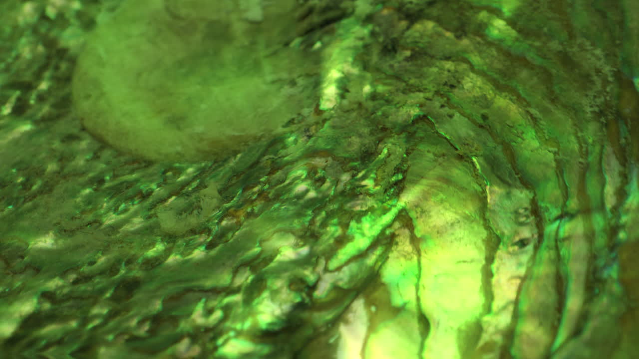 Close-up of a Green Abalone Shell