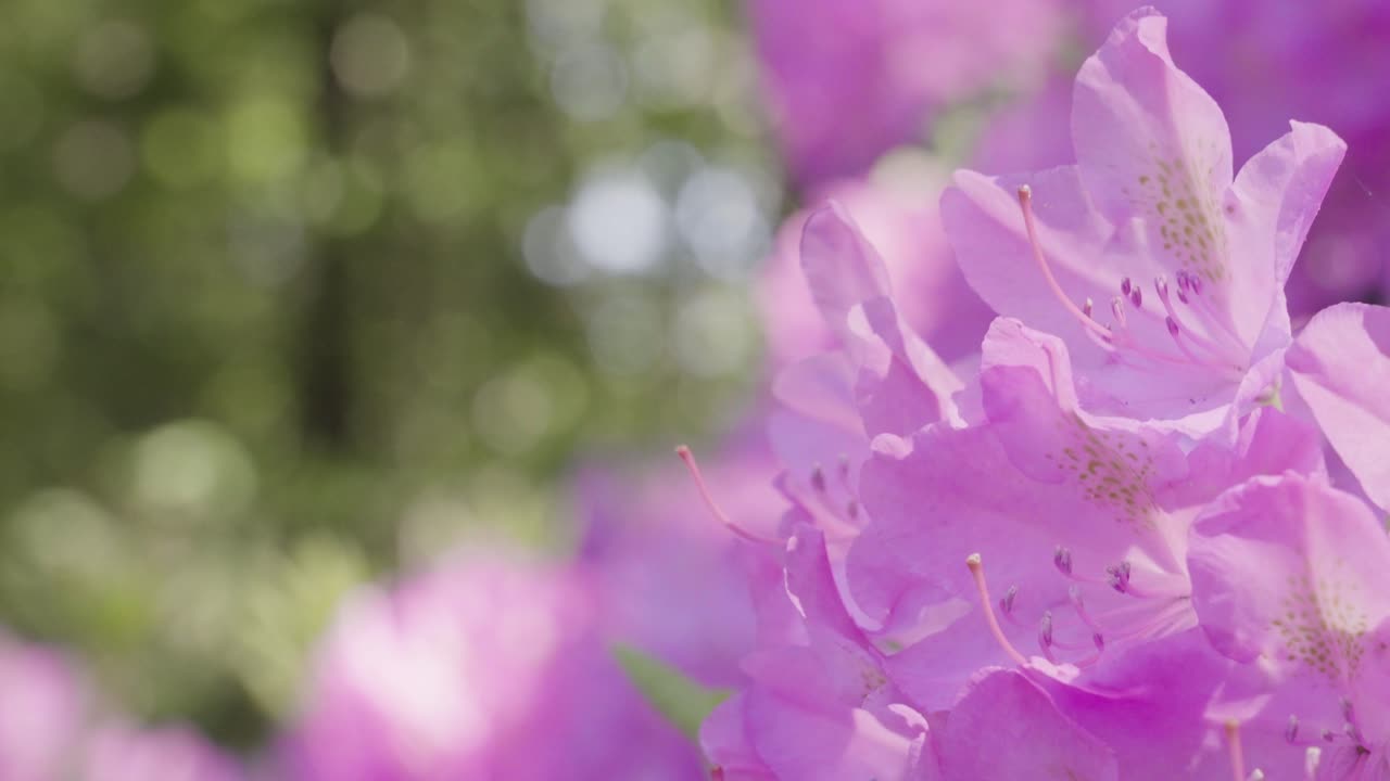 덤불 에 있는 꽃 들 의 급속 한 전망