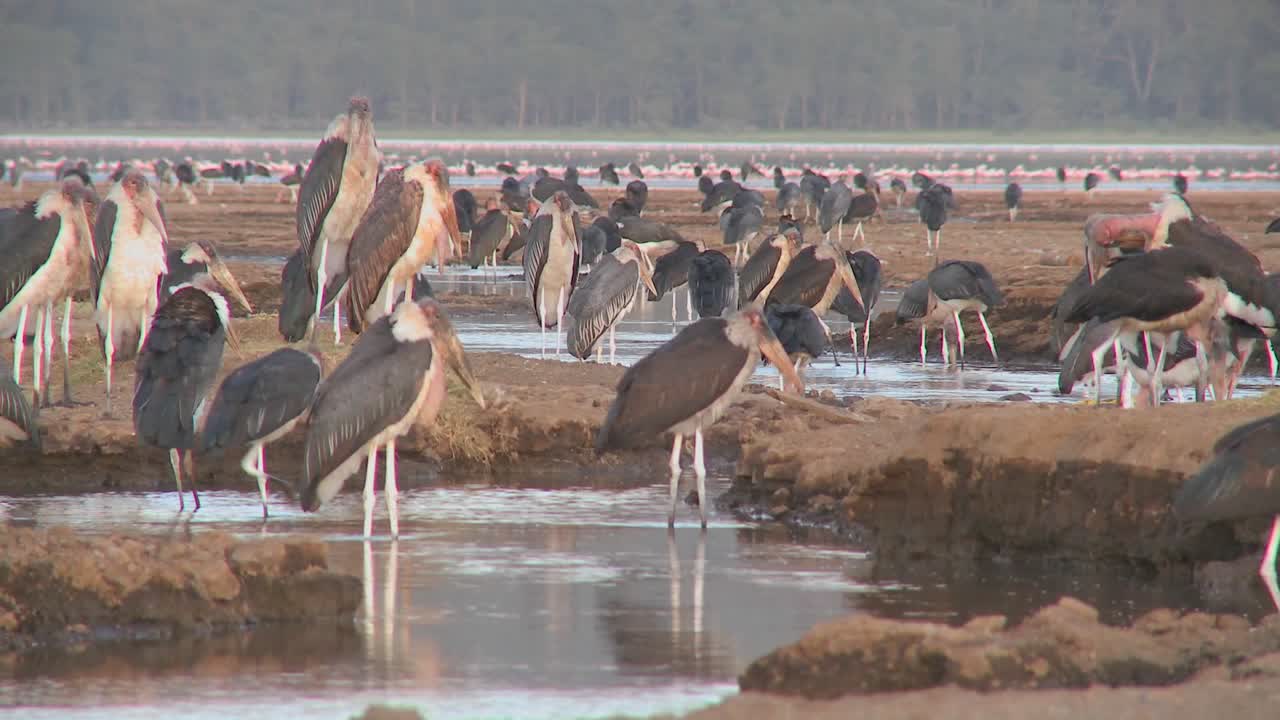 케냐 나쿠루 국립공원의 물웅덩이를 방문하는 고대 조류