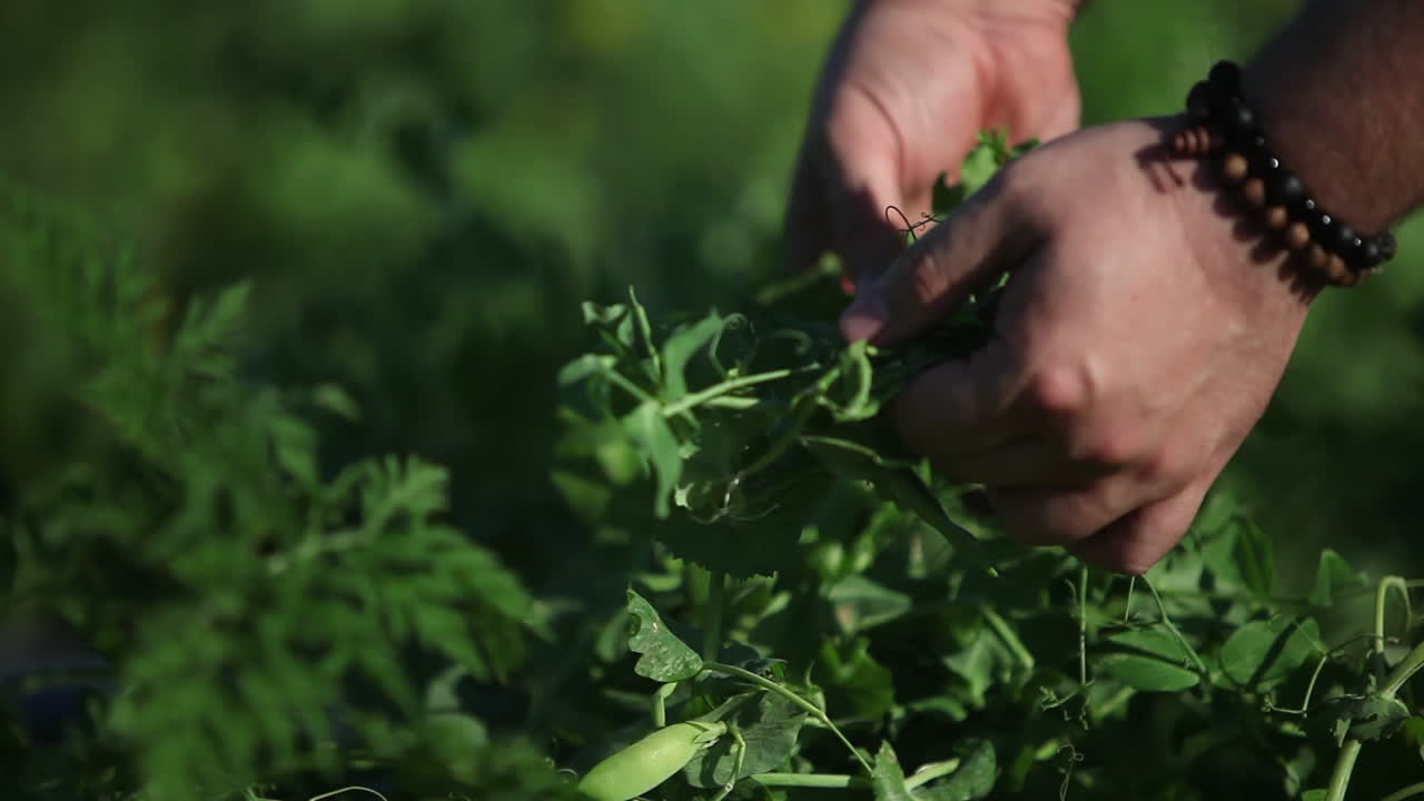 cerca de manos recogiendo alimentos orgánicos