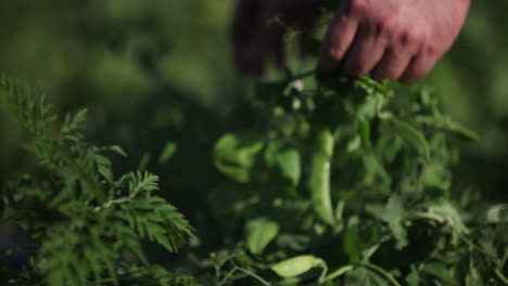 cerca de manos recogiendo alimentos orgánicos