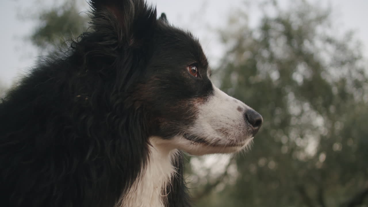 primer plano de un perro mirando a lo lejos, luego poniendo su cabeza en el porche