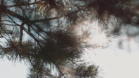 Silhouettes-of-fir-tree-twigs-with-long-needles-in-forest