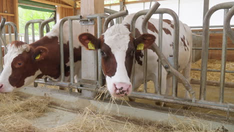 sustainable livestock: two beautiful cows eating straw in the barn