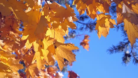 yellow fall maple leaves on colorful autumn trees at the park on blue sky background