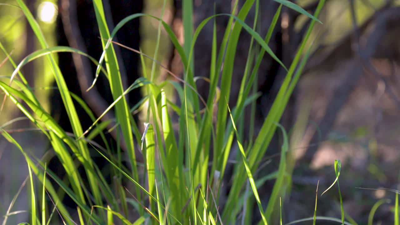 La luce dorata del sole filtra attraverso alte lame d'erba verde sul suolo di una foresta nel Queensland