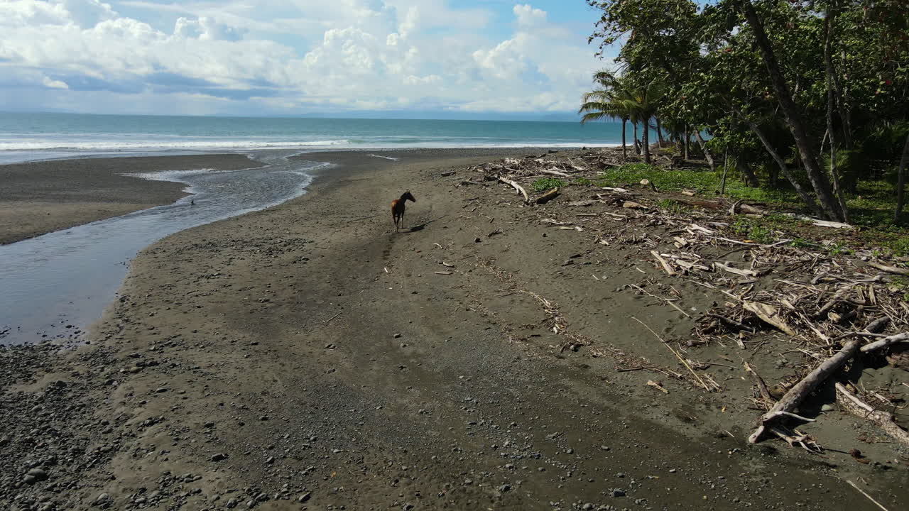 Orillas de río soleadas con caballos entre restos naturales