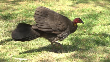 Wild-turkey-picking-feather-and-scratching-with-beak-in-nature-reserve