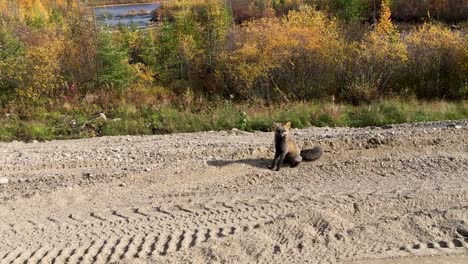 red cross fox sitting on side of the road wanting food northern ontario canada