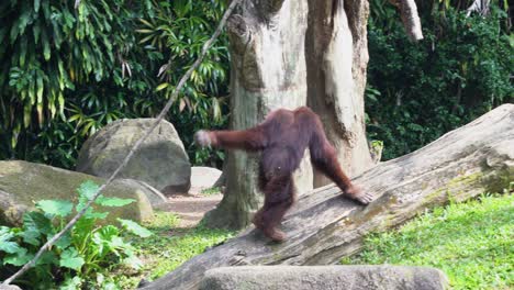 distinctive red fur, great apes orangutan swinging across the other side of playground with its long and powerful limbs, grasping on the rope at singapore zoo, southeast asia, handheld motion shot