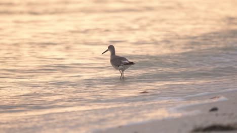lavandera caminando a lo largo de la costa de las olas del océano en la arena
