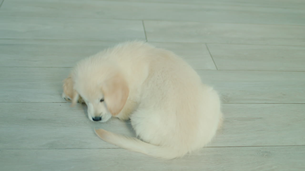 웃긴 골든 리트리버 강아지 리로 놀고 웃긴 애완동물 비디오