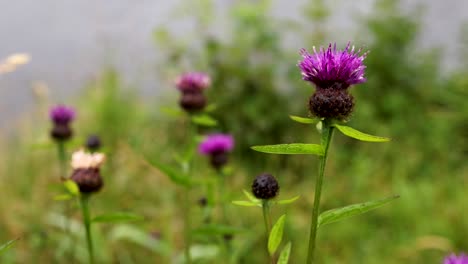 Purple knapweed flowers in natural Scottish setting