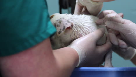 Close-up-of-a-veterinarian-examining-a-cute-puppy-2