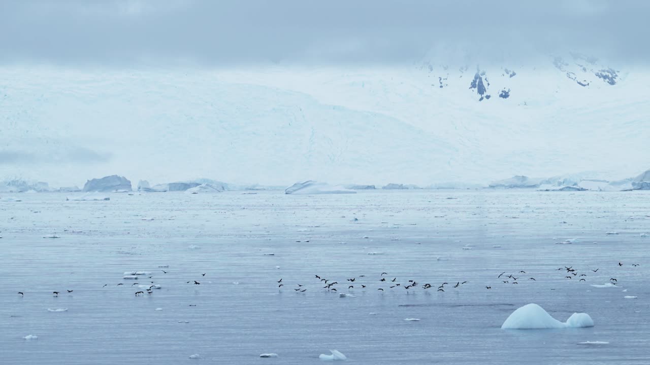 겨울 풍경에서 날아다니는 바다새, 바다와 남극 해안 풍경, 남극 반도 해안 바다 풍경, 야생동물과 풍부한 큰 새 무리가 날아다닙니다.