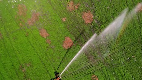 Riesige-Grüne-Wiese-Mit-Minzpflanzen,-Die-Mit-Bewässerungssprinklern-Bewässert-Werden