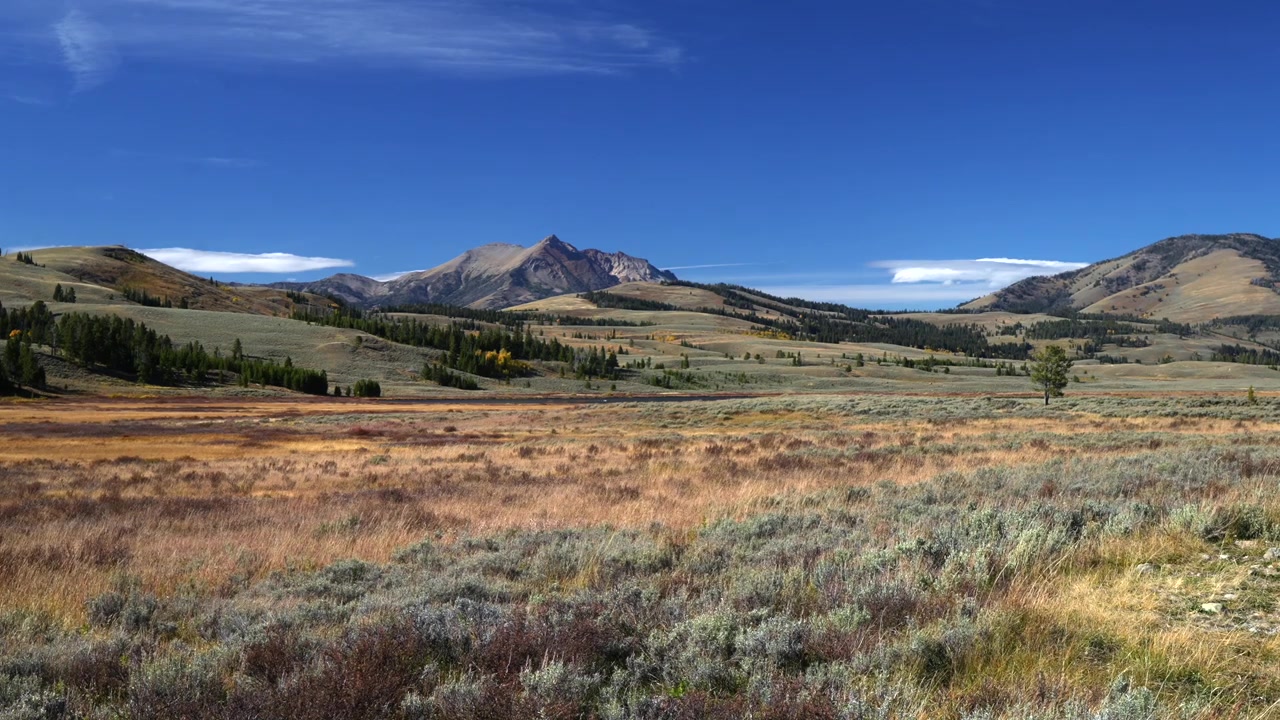 Yellowstone nationalpark, öppen dal, bergsplatåer, naturlandskap, sceneri. Madison, Norris Junction, Wyoming, Bighorn Pass, Bunsen Peak, Grizzly Lake, Beaver Lake. Höst, solig blå himmel, blåsigt gräs.
