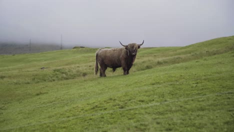 beautiful cattle with horns grazing on pasture and looking into camera