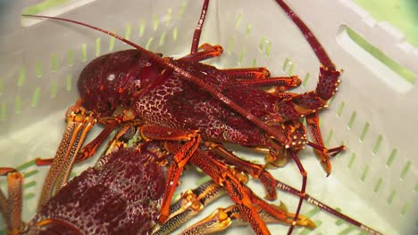 Frisch-Gefangener-Southern-Rock-Lobster-Aus-Südaustralien