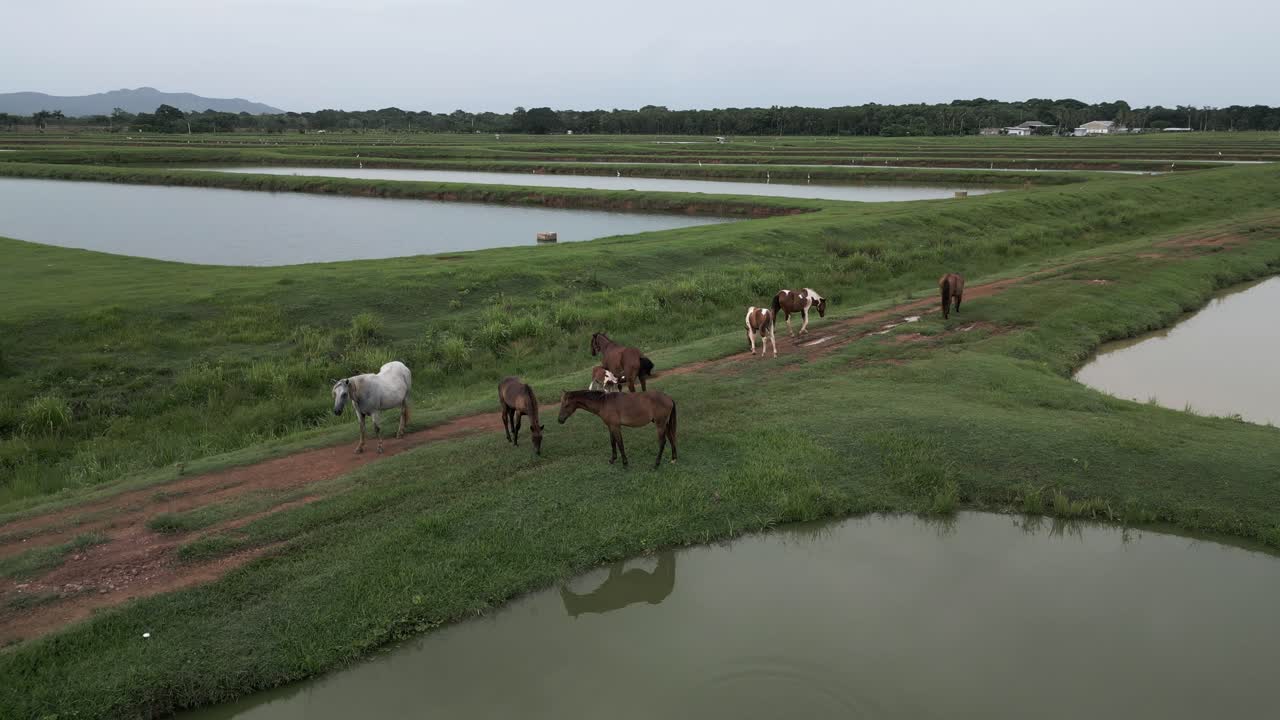 drone dando vueltas alrededor de caballos salvajes que pastan a lo largo de campos de arroz irrigados, bayaguana, comatillo en la república dominicana