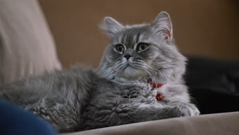 an adult persian cat rests peacefully on the couch