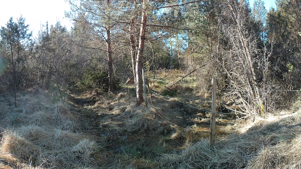 Il filo spinato impedisce a un capriolo di avanzare nella boscaglia. Saaremaa, Estonia.