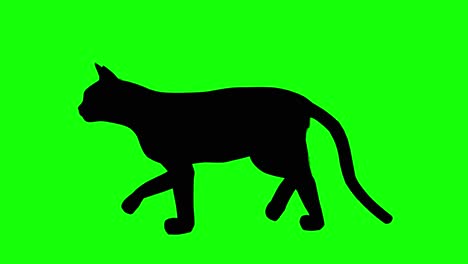 silhouette of a cat walking, on green screen, side view